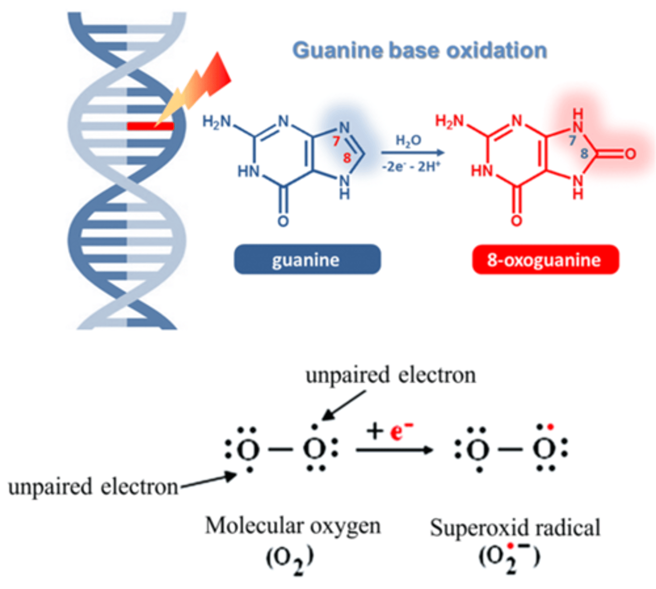 <p>-Reactieve zuurstofsoorten (ROS) leidt tot oxidatie van basen (guanine naar oxoguanine)</p><p>-ROS: zuurstofsoorten waarbij een elektronenpaar aanwezig is dat een elektron mist waardoor het heel reactief is bv. waterstofperoxide, superoxide anion</p>