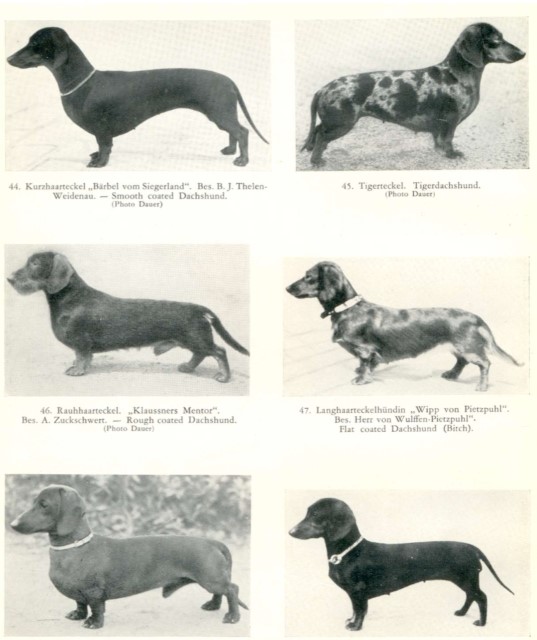 Mucopolysaccharidose Type IIIa (Enzymerkrankung)