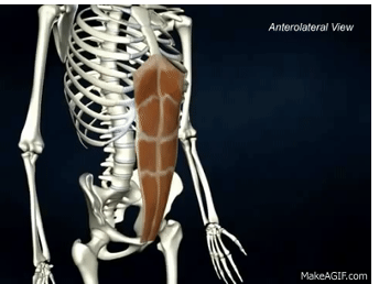 <p>ORIGIN of rectus abdominis</p>