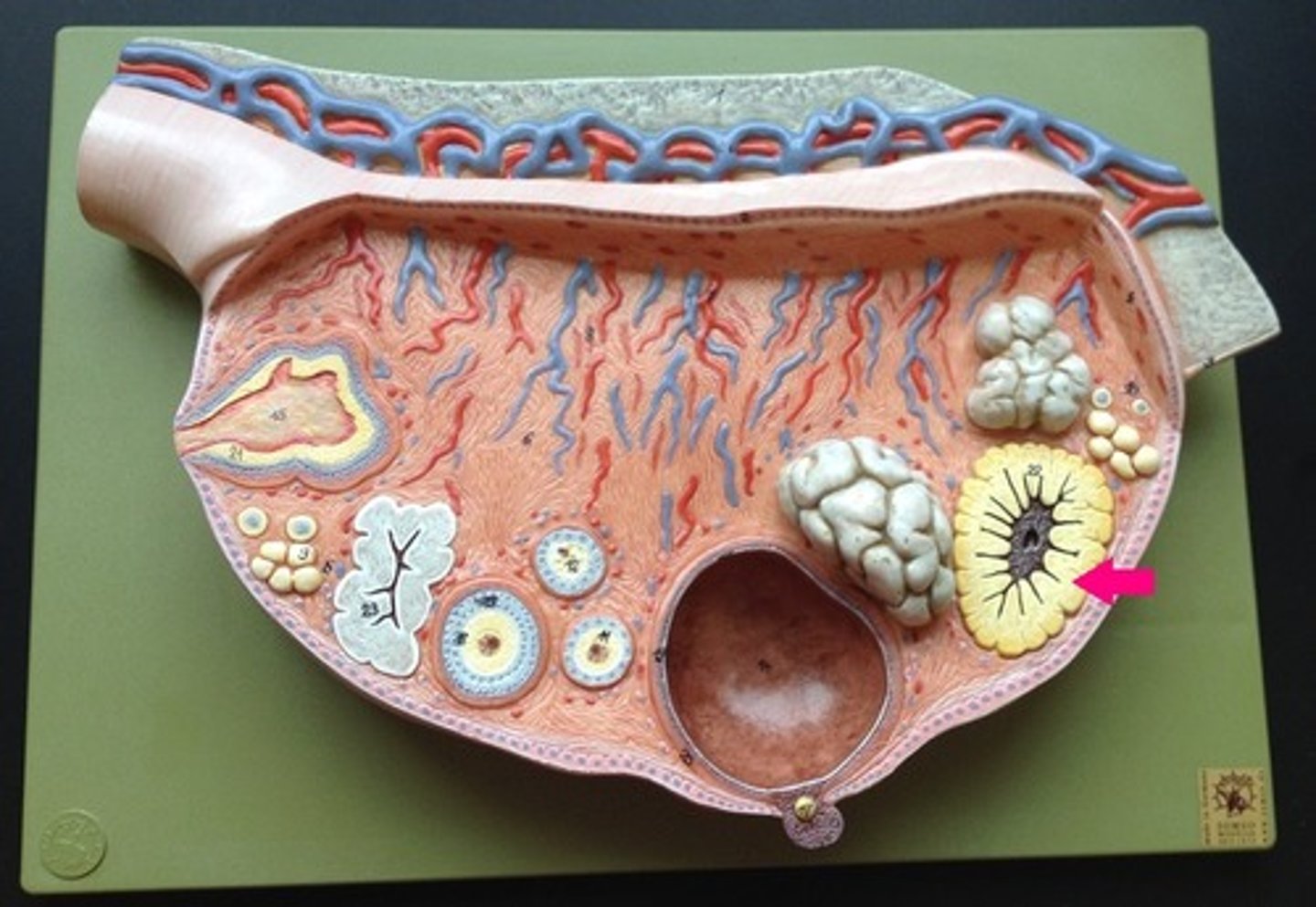 <p>Endocrine tissue which produces hormones, estrogen, and progesterone which prepares the uterine lining for receiving an embryo</p>
