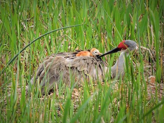 <p>Sandhill Crane</p>