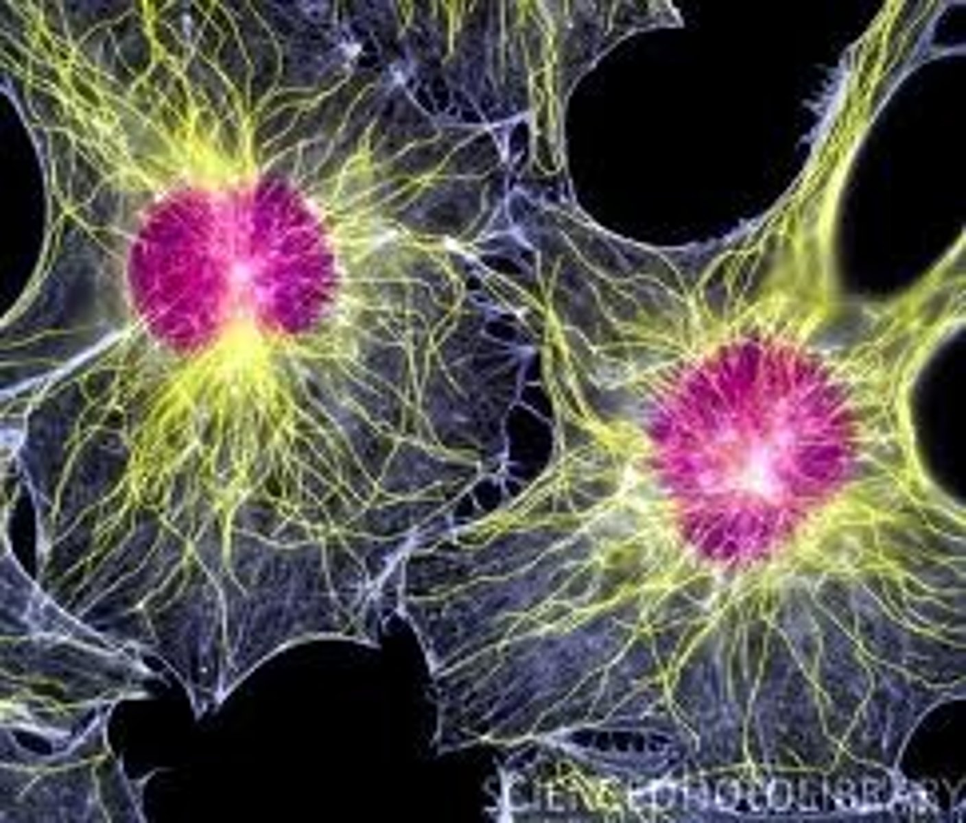 <p>A system of specialised long filament like proteins found in the cytosol of eukaryote cells which forms the constantly changing 'scaffolding'. They have many roles such as movement of motile cells, transport of organelles around the cell and intracellular movement of chromosomes during mitosis.</p>