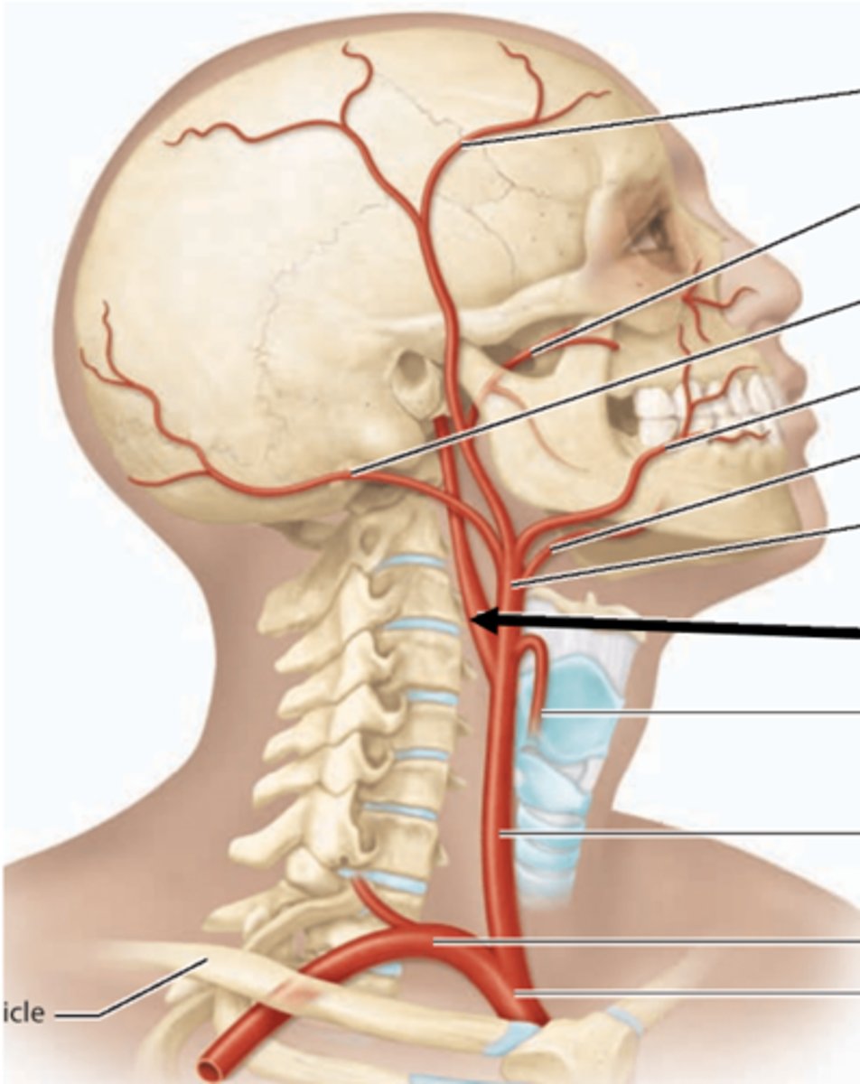 <p>Identify the vessel (include artery vs vein)</p>