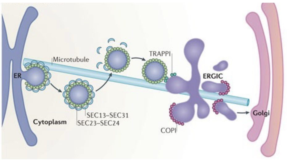 <p>vesicular tubular clusters (VTC) that are adjacent to ERES for export from ER</p><p>100-200 ERGICs/cell</p><p>COPI and COPII</p><p>only 50% of ERES are adjacent to Golgi membranes, but most ERES have ERGICs</p>