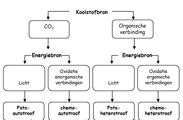 <p>geef een voorbeeld chemo-autotrofen</p>