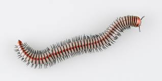 <p>-millipedes</p><p>-13,179 spp.</p><p>-mandibles and 1 pair maxillae</p><p>-up to 100 diplosegments have 2 pairs of legs, 2 pairs heart ostia, 2 ventral ganglia, 2 pairs of spiracles (1st segment is not diplosegment)</p><p>-herbivores and scavengers </p><p>-copulate with <strong>gonopods </strong>(modified legs) (males in 7th segment) and brood </p><p>-hatchlings have 3 pairs of legs </p>