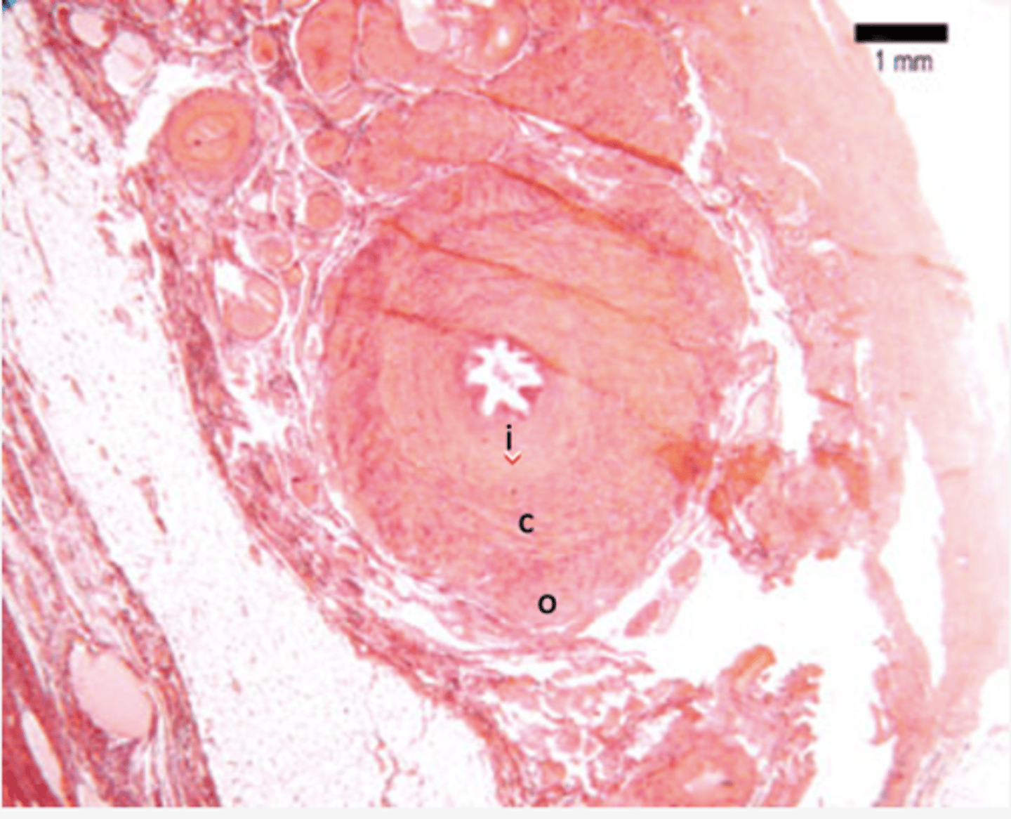 <p>Identify the organ</p>
