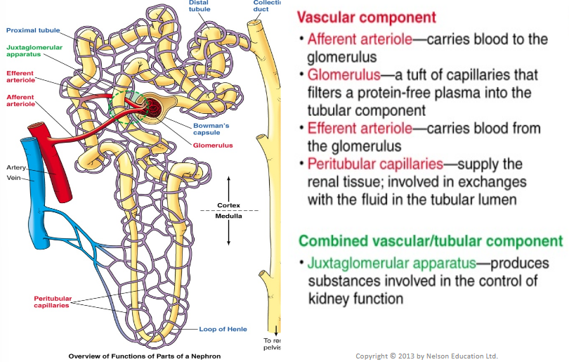 <ul><li><p><u>Efferent arteriole</u> transports <u>blood </u><strong><u>from</u></strong><u> glomerulus</u></p></li><li><p>Efferent arteriole breaks down into <u>peritubular capillaries</u> which <u>surround tubular part of nephron</u></p></li><li><p>Peritubular capillaries join into venules which transport blood into the renal vein</p></li></ul><p></p>