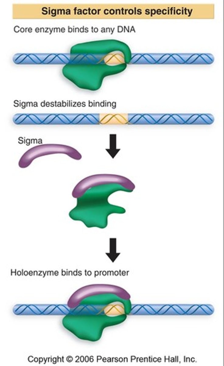<p>during bacterial initiation of transcription </p><p>sigma factor is not found in eukaryotes </p>
