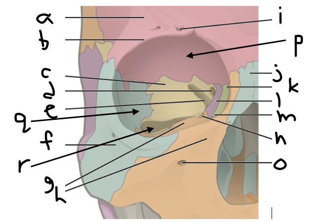<p>What structure is letter f?</p>