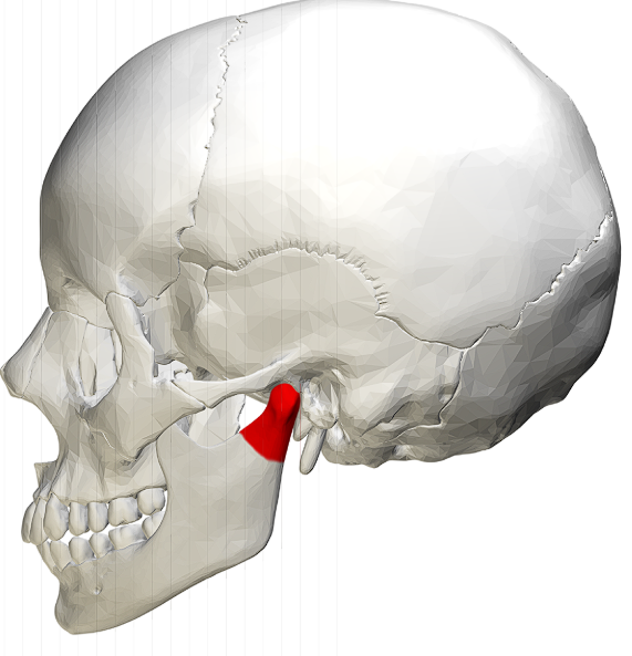 <ul><li><p>apart of the mandible </p></li><li><p>juncture point to connect jaw/mandible to face </p></li></ul><p></p>