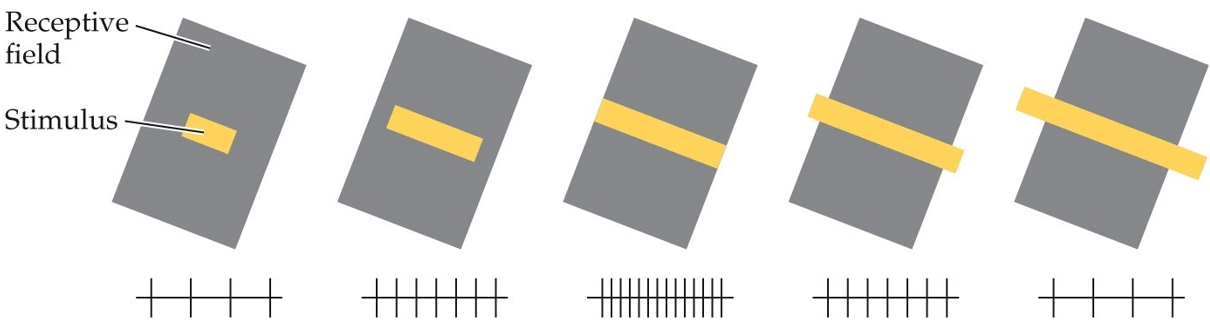 <p><span>What phenomenon does the figure BEST demonstrate?</span></p>