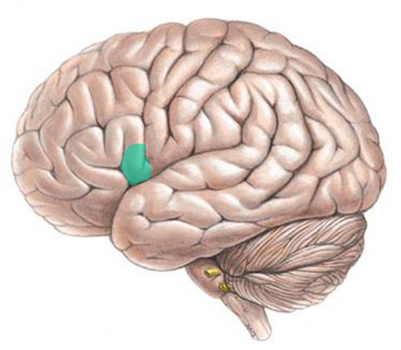 <p>Control of muscles for speech production.</p>