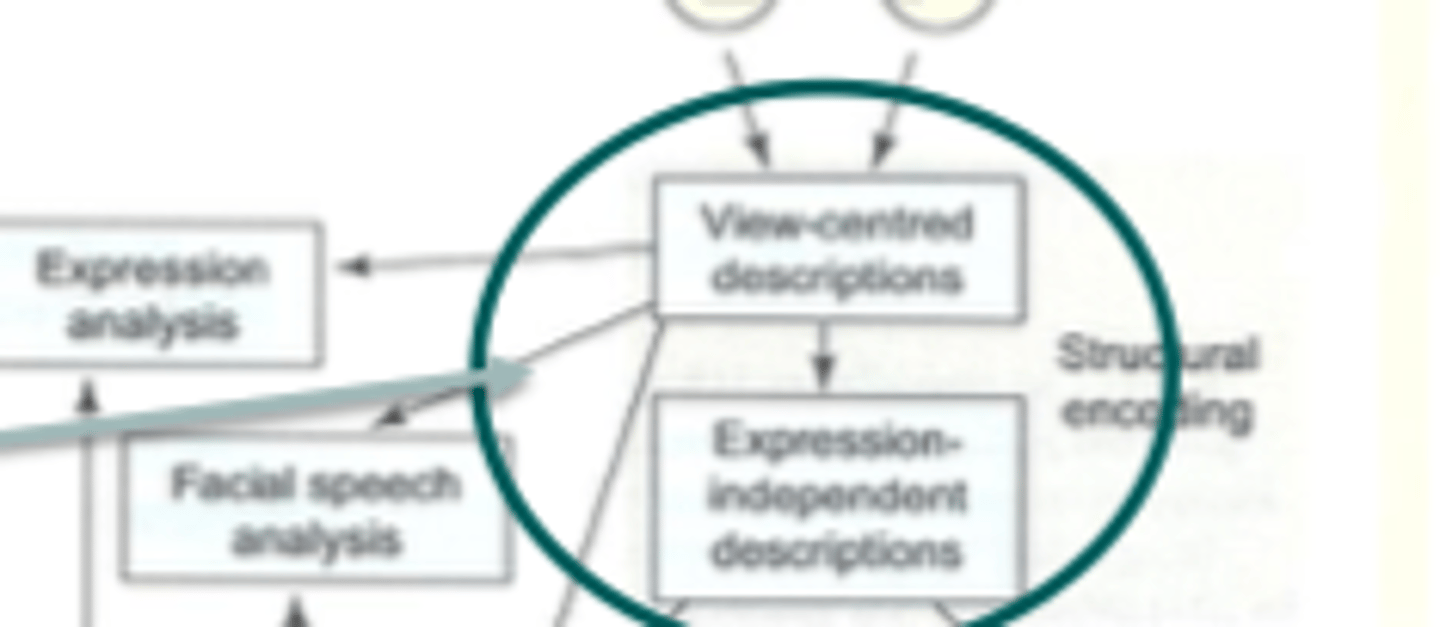 <p>defect affects structural encoding- model</p>