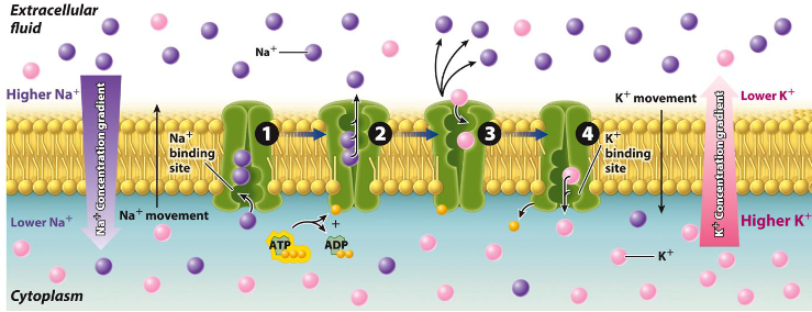 <ul><li><p class="">Maintains the concentration of Na<sup>+</sup> and K<sup>+</sup> inside and outside the cell using ATP</p></li><li><p class="">For each ATP hydrolyzed:</p><ul><li><p class="">3 Na<sup>+</sup> ions are pumped out of the cell</p></li><li><p class="">2 K<sup>+</sup> ions are pumped into the cell</p></li></ul></li><li><p class="">Creates and maintains concentration gradients for Na<sup>+</sup> and K<sup>+</sup></p></li><li><p class="">Helps regulate cell volume and maintain resting membrane potential</p></li><li><p class="">Requires ATP to sustain Na<sup>+</sup> chemical gradient</p></li><li><p class="">Supports activity of Na<sup>+</sup>-glucose symporter by maintaining Na<sup>+</sup> gradient</p></li><li><p class="">Also helps return neuron to non-depolarized (quiet) state after action potential</p></li></ul><p></p>