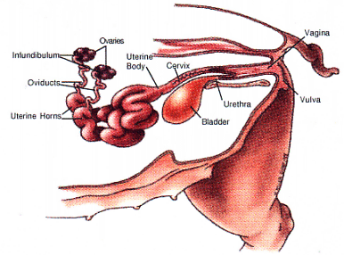 <p>The long body and cervix of the uterus surrounded by bony and soft tissue (rectum, bladder)</p>