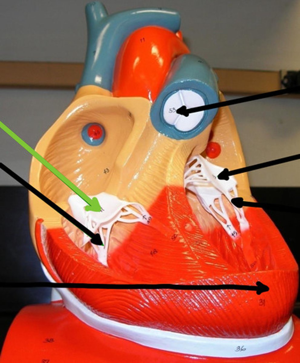 <p>Name structure and function</p>