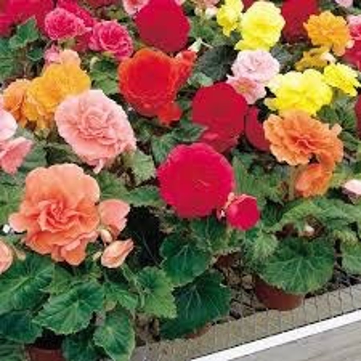 <p>12-18" tall</p><p>Brightly colored waxy-petaled flowers</p><p>Colors ranging from white to yellow to apricot to pink to rose to red.</p><p>Leaves are simple and have wavy or serrated margins.</p>