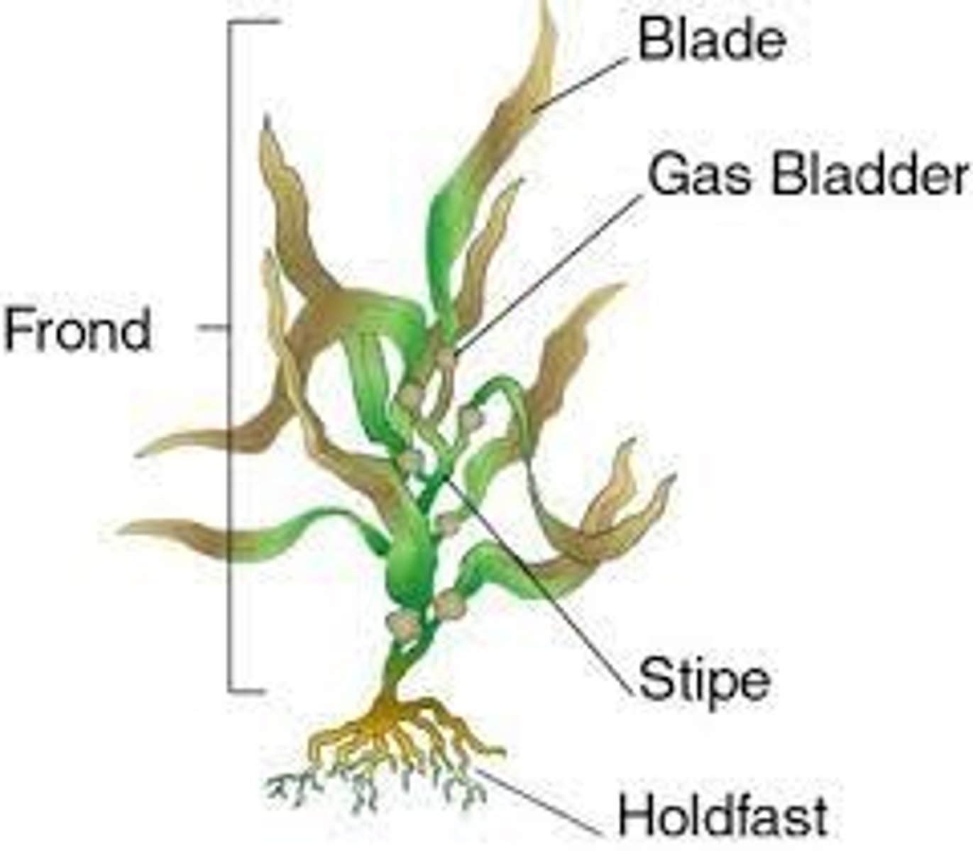 <p>blades- analogous function to leaves</p><p>pneumatocyst- buoyancy</p><p>stipe- flexible to reduce breakage</p><p>holdfast- anchors, no roots, no nutrients</p>