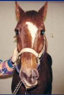 <p><span style="background-color: transparent;"><strong>Traumatic Peripheral Nerve Injuries</strong></span></p>