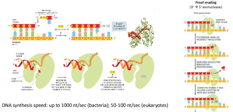 <p>Als er tóch een fout wordt gemaakt, kan DNA-polymerase dit onmiddellijk herstellen.</p><p>Van 3 → 5’</p><p>Het enzym controleert het laatst toegevoegde nucleotide voordat het verdergaat:</p><ul><li><p>Als het goed gepaard is → gaat de synthese verder.</p></li><li><p>Als het fout is → knipt het enzym de verkeerde base weg met een aparte exonuclease-activiteit en probeert opnieuw.</p></li></ul><p>De polymerisatie en proofreading gebeuren tegelijk binnen hetzelfde enzym, maar in verschillende domeinen van het molecuul.</p>