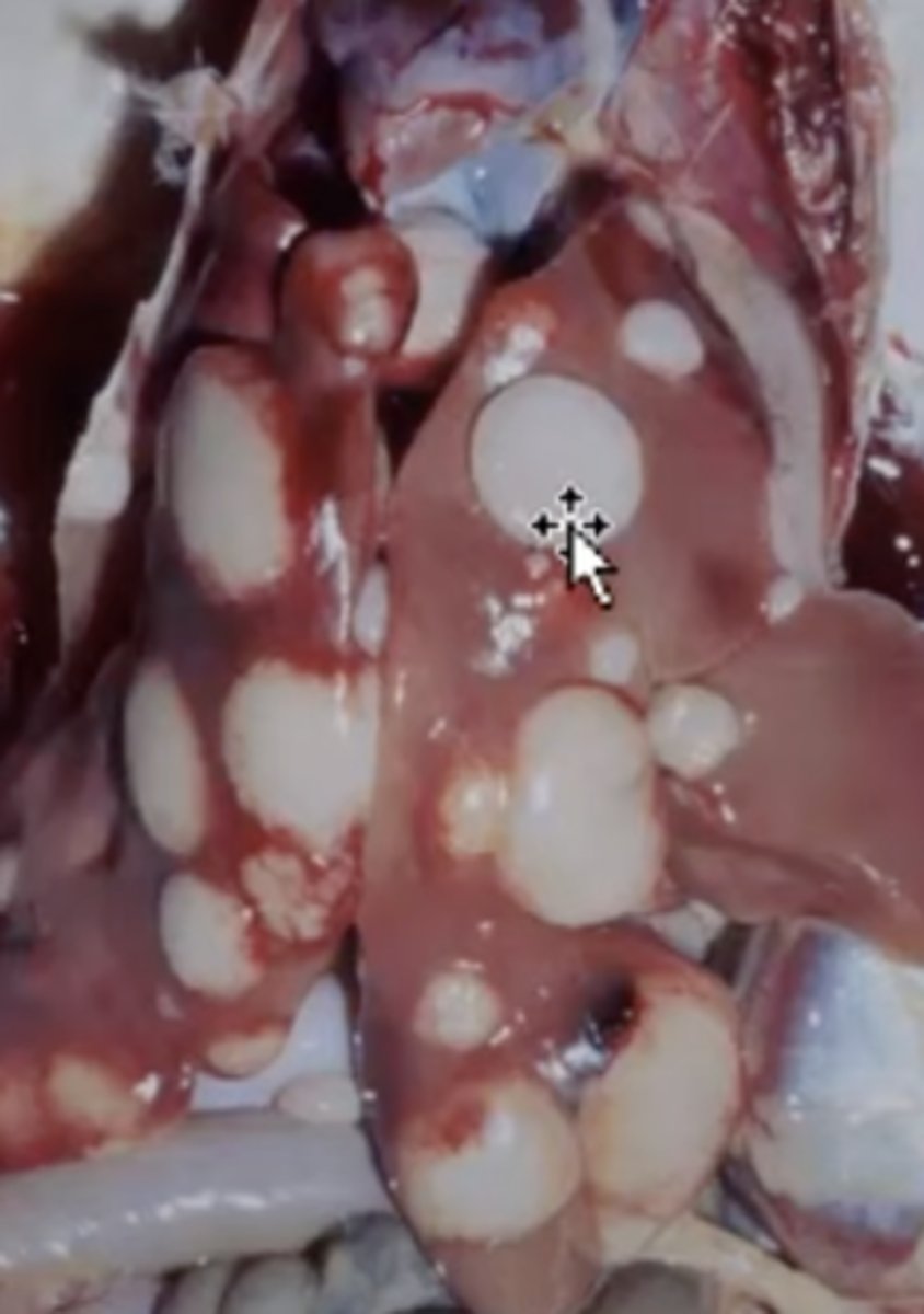 <p>What has caused this gross appearance of this chicken liver?</p>