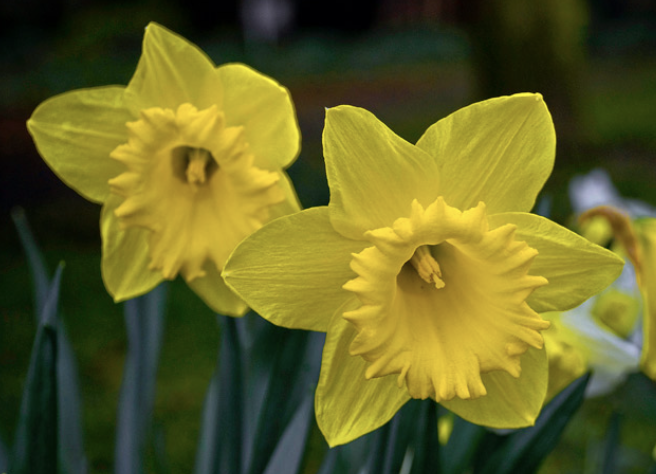 <p>Name This Flower</p>