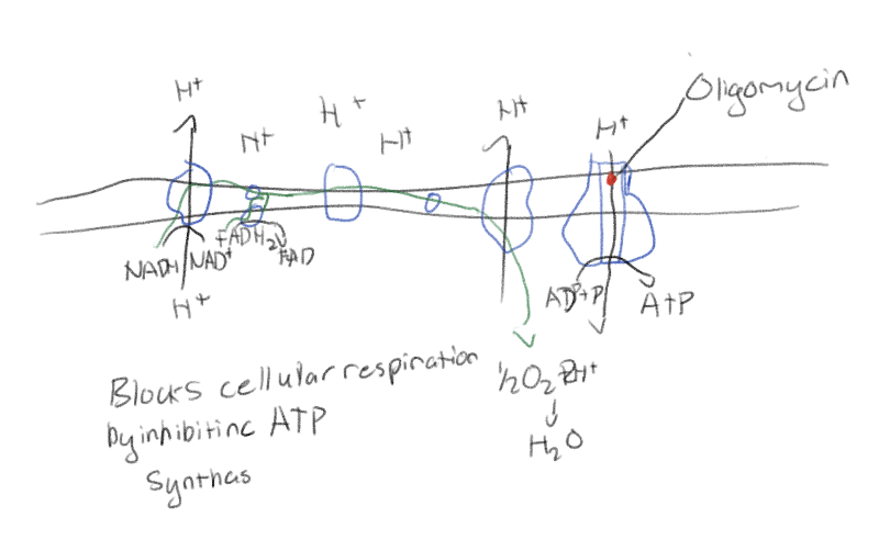 <p>Blocks cellular respiration by inhibiting ATP synthase</p>
