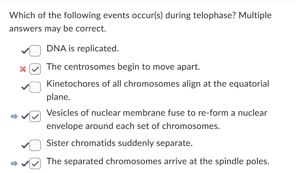 <p>Chromosomes reach poles; nuclear envelope reforms; chromosomes de-condense; spindle disassembles.</p>