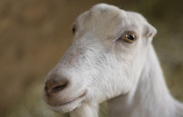 <p>What breed is this?</p>