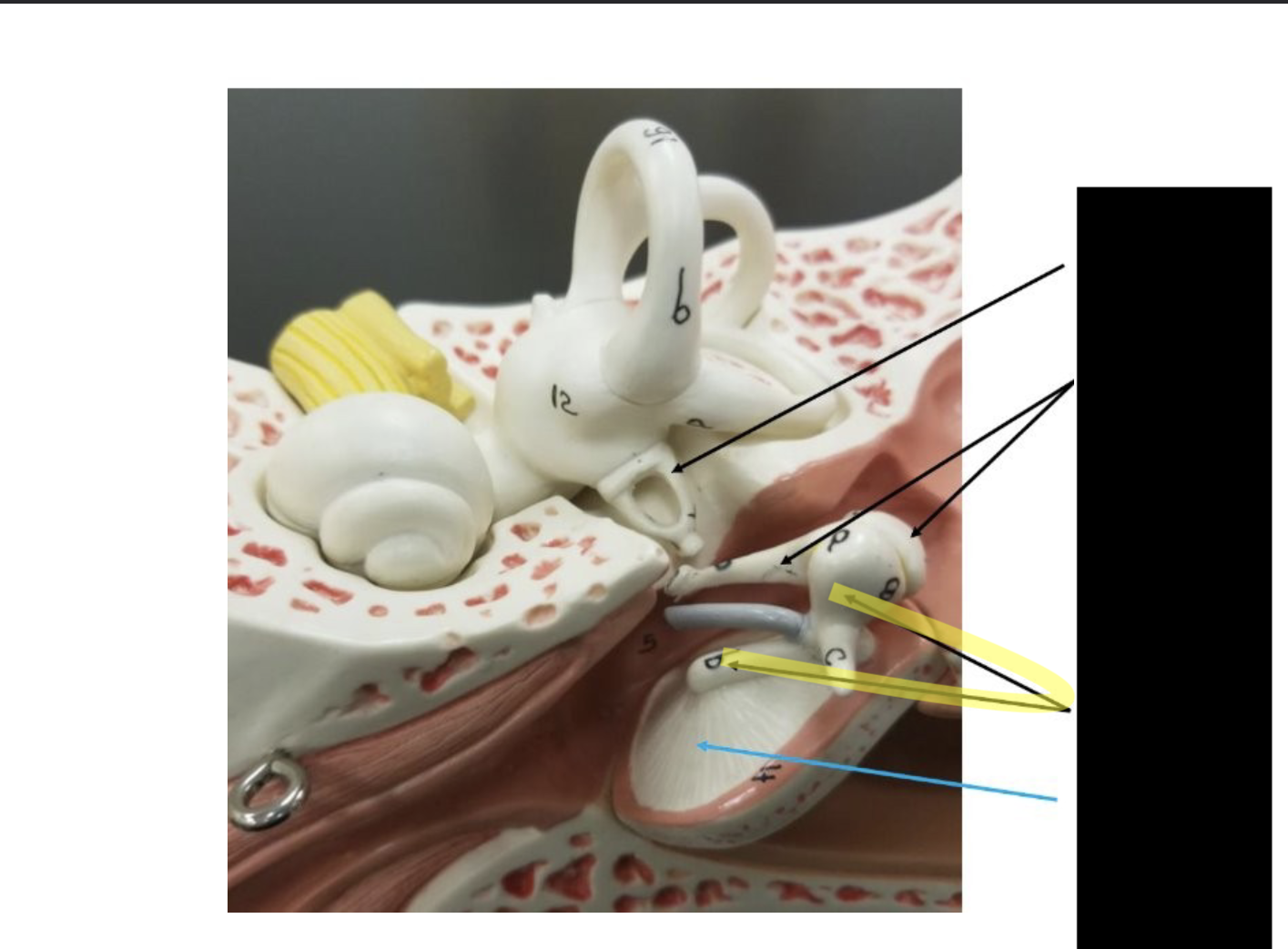 <p>what is this part of the ear? </p>