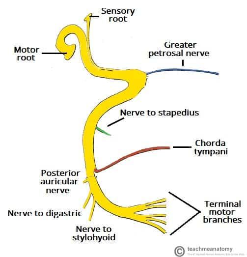 <ol><li><p><mark data-color="yellow">Greater petrosal nerve</mark></p></li><li><p><mark data-color="yellow">Nerve to stapedius</mark></p></li><li><p><mark data-color="yellow">Chorda tympani</mark></p></li></ol><p></p>