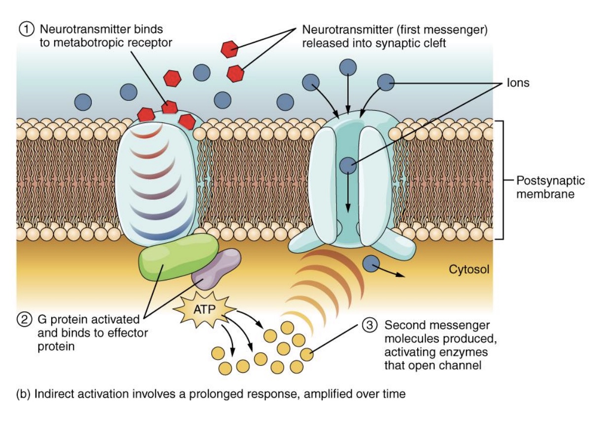 <p>-G protein is located on <em>cytoplasmic </em>surface of plasma membrane</p><p>-Three subunits; Activated alpha subunit binds GTP and dissociates from beta and gamma</p><p>-Goes on to activate enzymes and ion channels</p><p>*common for NT and hormones (ex: epi and norepi, dopamine); G protein doesn’t directly cause a response</p>