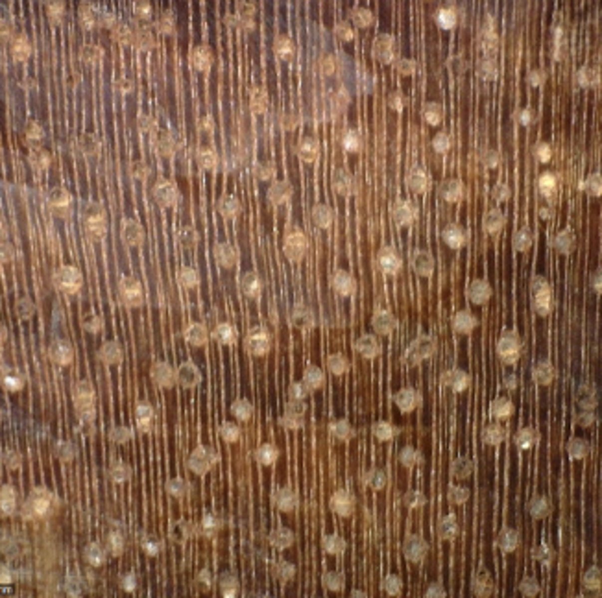 <p>Wood has distinct dark to nearly black streaks; moderately few and moderately large pores; with plenty of tyloses</p><p>Look alike: Amugis (D is larger and mostly solitary, black streaks, and plenty of tyloses)</p>