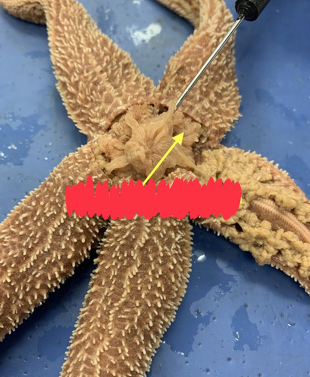 <p>cardiac stomach: external digestion</p>