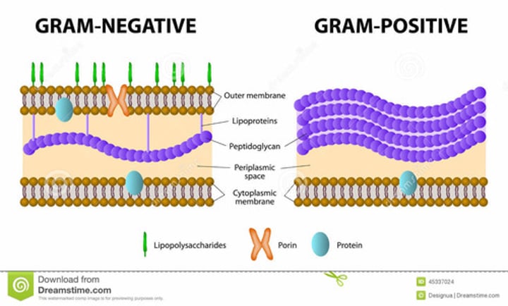 <p>Bacteria have less peptidoglycan, but have more complex cell walls, use oxygen and stain pink.</p>