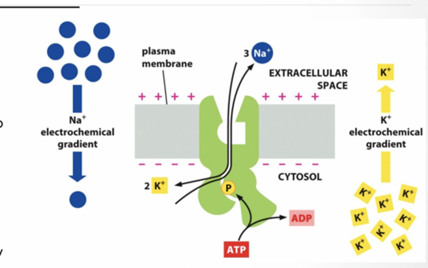 <p>RESTING POTENTIAL IS WHEN ION FLOW IS IN BALANCE WITH DRIVING VOLTAGE GRADIENT</p><p>How does the cell maintain the K+ driving force (aka concentration) if K+ is always leaking out</p><p>ACTIVE TRANSPORT</p><p>3 Na+ Out of cell 2 K+ In to cell </p><p>10-30 fold difference in concentrations from outside to inside </p><p>Relative voltage gradient established is: “+” outside and “-“ inside ATP is hydrolyzed for energy</p><p>ACTION POTENTIALS: HOW NEURONS COMMUNICATE Neurons use changes in membrane potential for fast communication- called an ACTION POTENTIAL. </p><p>• Neurons have voltage gated ion channels, that open or close in response to changes in membrane potential. </p><p>• Membrane potential may change in response to stimuli that open or close those channels</p><p>We record the wave of ions moving in an axon at a single point</p>
