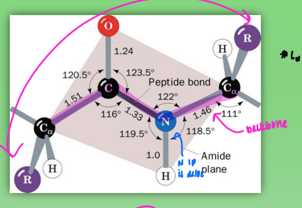 <ul><li><p>all atoms lie in same plane</p></li><li><p>due to geometry around C+N (120 degree bond angles)</p></li><li><p><strong>C alpha and C alpha 180 from one another</strong></p></li><li><p><strong>more stable</strong></p></li><li><p>favored by bigger R groups = less steric hindrance</p><ul><li><p>so most prot trans</p></li></ul></li></ul><p></p>