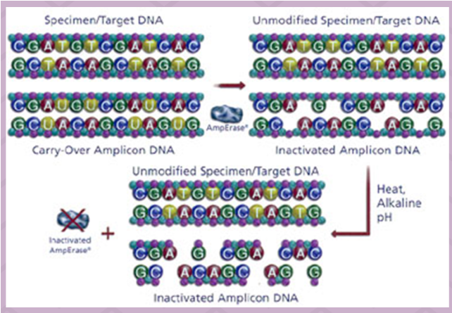<ul><li><p><span>When setting up PCR reactions, substitute deoxyuridine (dUTP) for deoxythymidine (dTTP)</span></p></li><li><p><span>Any contamination amplicons will contain U rather than T</span></p></li><li><p><span>When setting up subsequent PCR reactions, AmpErase (uracil-N-glycosylase, or UNG) is included as a reagent</span></p></li><li><p><span>UNG cleaves the deoxyuridine in the contaminating amplicon, preventing the contamination from being amplified</span></p></li><li><p><span>template unaffected since it doesn't contain deoxyuridine</span></p></li><li><p><span>UNG is heat-inactivated during the first PCR cycle, so the desired PCR product is protected</span></p></li></ul><p></p>
