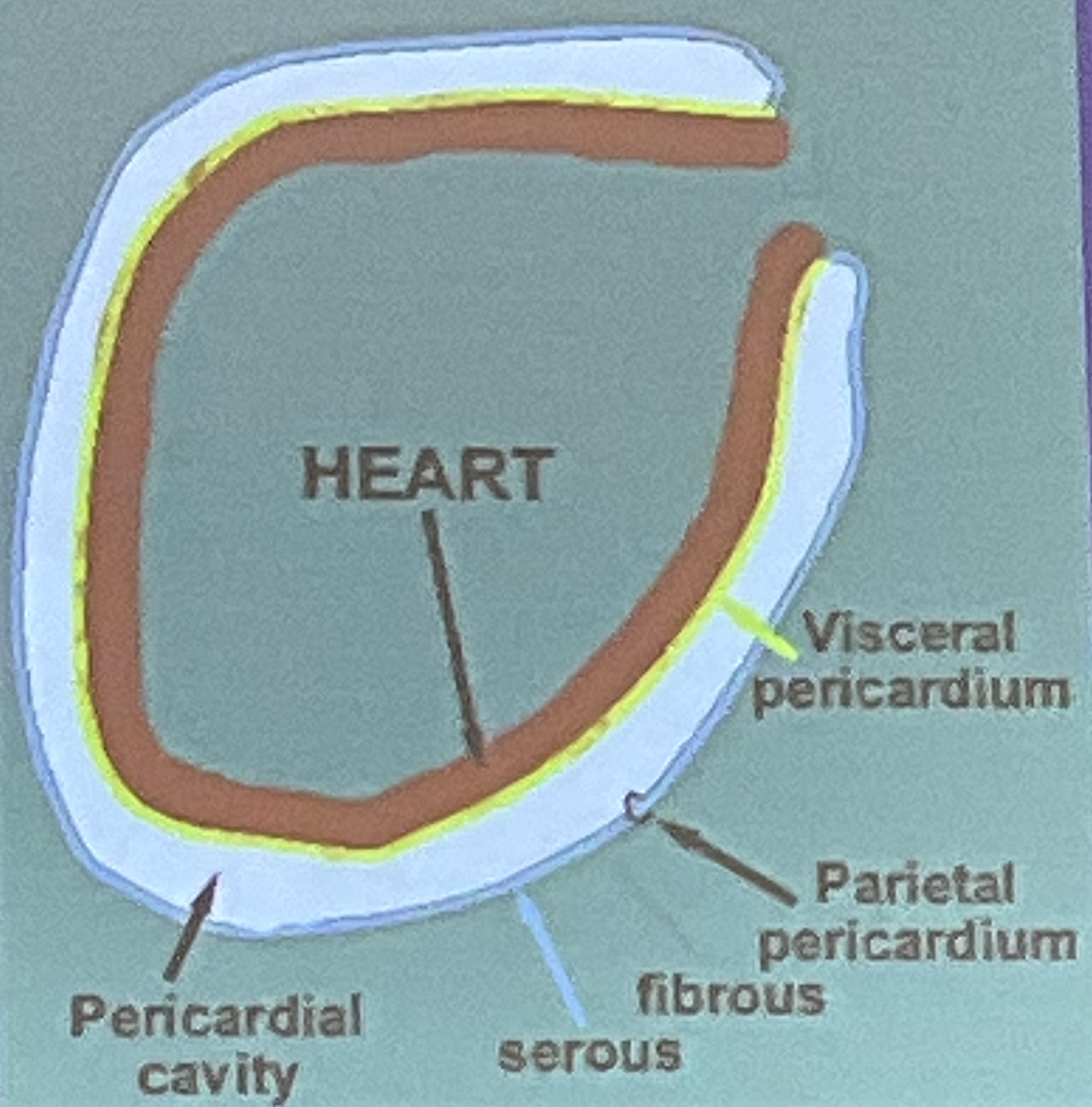 <p>Visceral pericardium; serous membrane on the heart</p><p>Parietal pericardium: serous membrane lining the cavity </p>