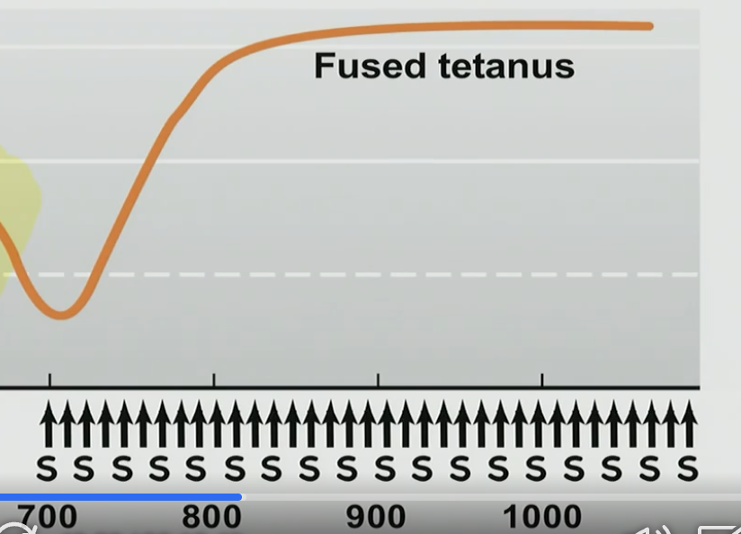 <p>False, no relaxation occurs because there is a nonstop stimulus</p>
