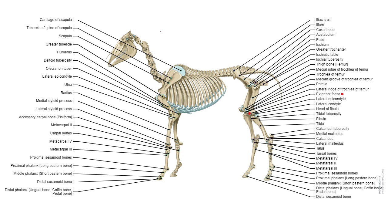 <p>Extensor fossa er en anatomisk struktur placeret på humerus, den lange knogle i overarmen hos hesten. Denne fordybning spiller en vigtig rolle i tilslutningen af senerne fra extensormusklerne, som er ansvarlige for at strække og forlænge forbenet. En korrekt funktion af extensor fossa er afgørende for hestens bevægelse.</p>