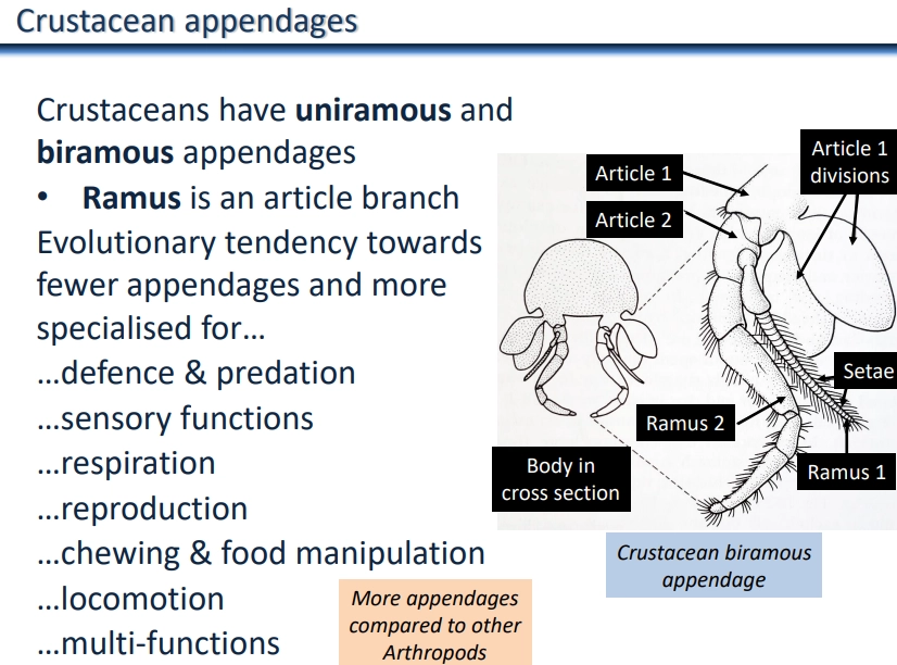 <ul><li><p><strong>crustacea </strong>is a <strong>subphylum</strong> (paraphyletic group, all pancrustacea but excluding hexapoda) of the <strong>arthropoda phylum</strong> of <strong>bilaterian </strong>animals (<strong>ecdysozoa</strong> <strong>clade</strong>)</p></li><li><p>this includes lobsters, crabs, crayfish, shrimp, krill, barnacles and woodlice- mainly marine, some freshwater or terrestrial</p></li><li><p><strong>two pairs of antennae</strong></p></li><li><p><strong>direct </strong>(hatch with all segments + appendages) or <strong>indirect/metamorphosis</strong> (nauplius larval stage with just 3 head segments, moults add new segments) <strong>development</strong></p></li><li><p>no general body plan, but at least two body segments from tagmosis</p></li><li><p><strong>biramous </strong>or <strong>uniramous </strong>appendages (branching or no branching) can be specialised, e.g., as gills</p></li></ul><p></p><ul><li><p>largest class, malacostraca (crabs, krill…), have standardised tagmosis with a head, thorax and abdomen, and a gastric mill in their stomach</p></li></ul><p></p>