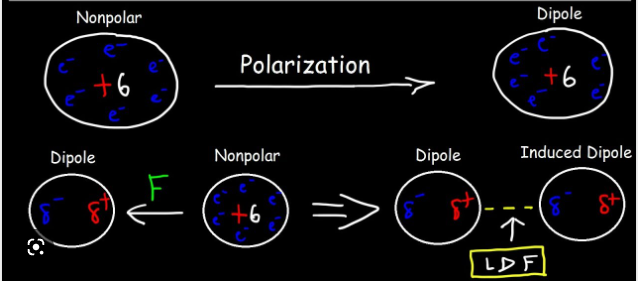 <p>an attraction between TEMPORARY dipoles, that form because of the random motion of electrons within molecules</p><ul><li><p>stronger when there are more TOTAL electrons (more polarizable)</p></li></ul>