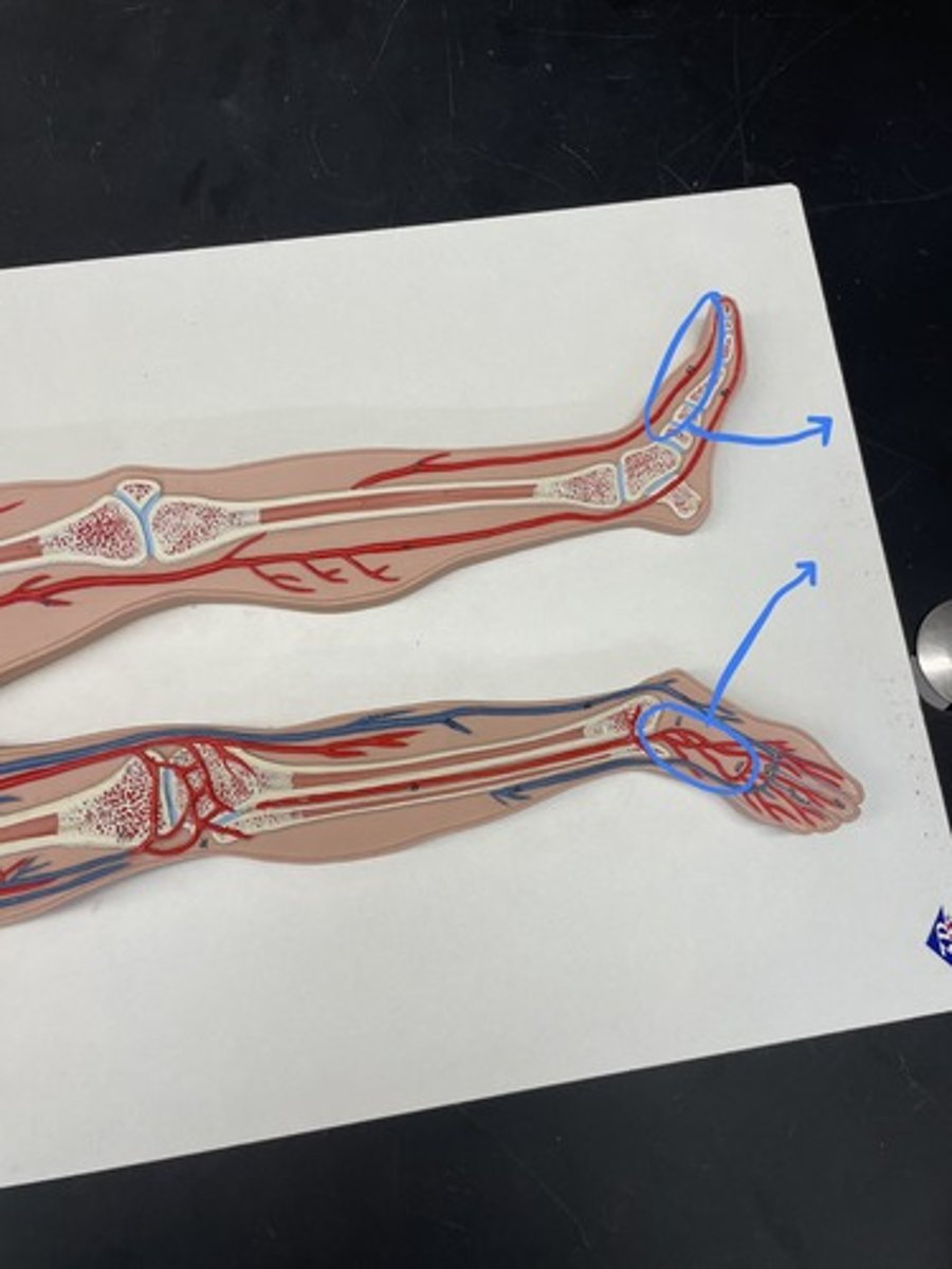 <p>artery supplying the foot, lateral to the large tendon of the big toe</p>