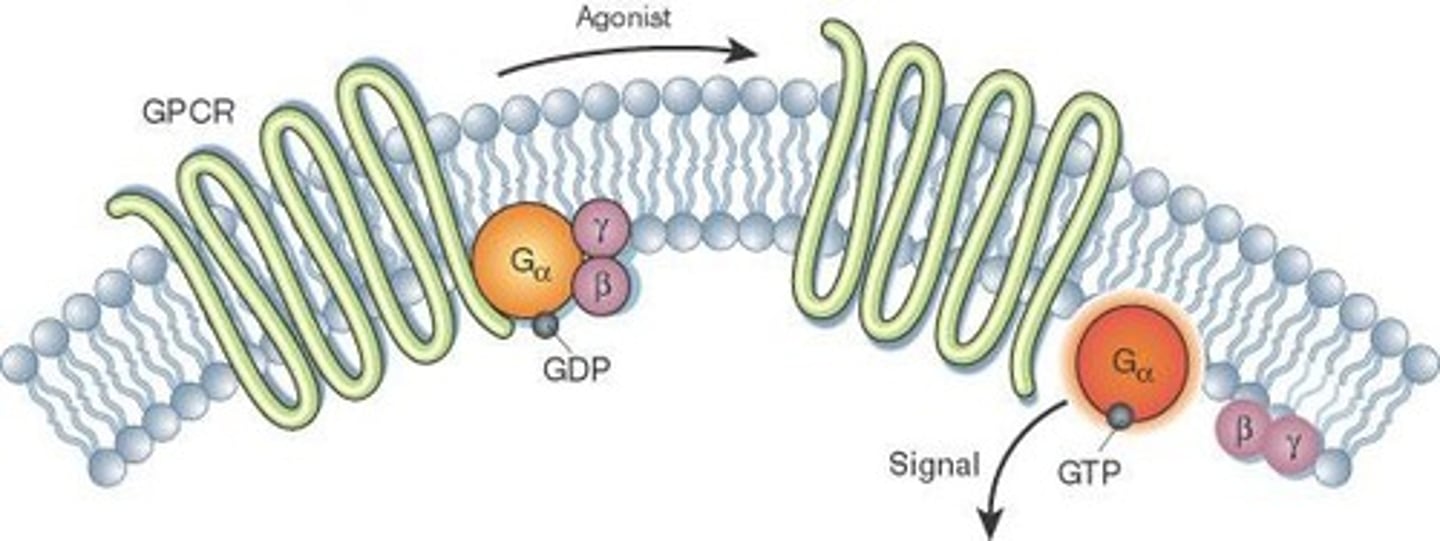 <p>It causes a conformational change that activates the G protein complex.</p>