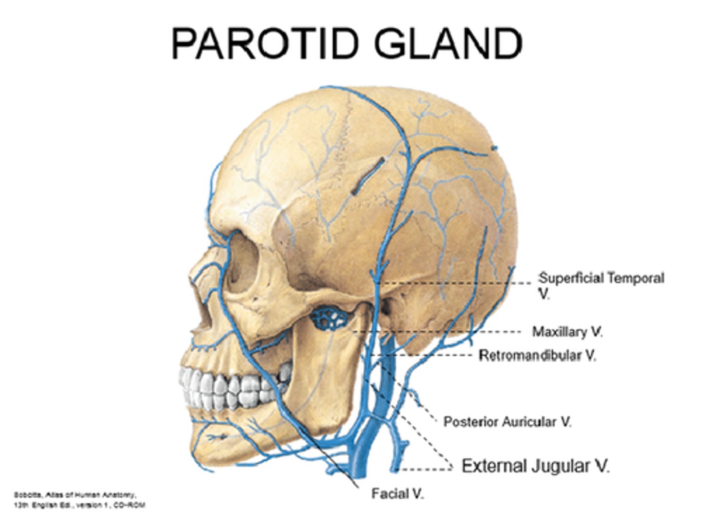 <p>behind the angle of the mandible by the union of the posterior auricular vein and the retromandibular vein</p>