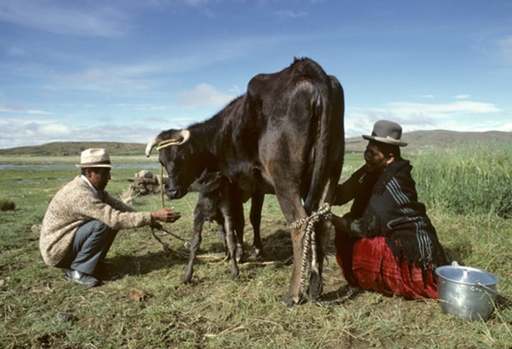 <p>produces food that is needed to survive on a daily basis to a person, family or village</p>