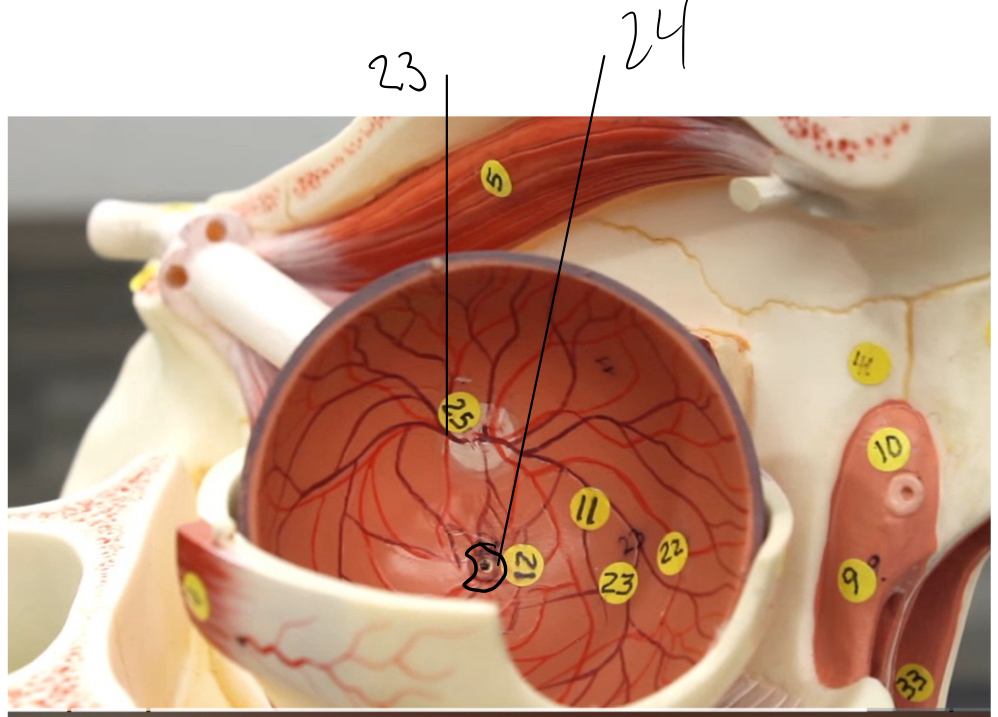 <p>24</p>