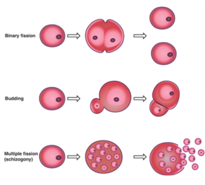 <ul><li><p>- binary fission</p></li><li><p>- budding</p></li><li><p>- merogony</p></li></ul><p></p>